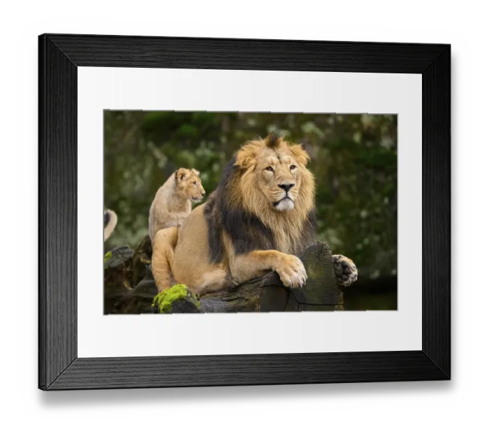 Framed Print : Asiatic lion (Panthera leo persica) male with his cub Framed Print : Asiatic lion (Panthera leo persica) male with his cub