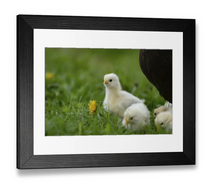 Framed Print : Domestic fowl, Gallus gallus domesticus Framed Print : Domestic fowl, Gallus gallus domesticus