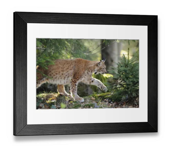 Framed Print : Eurasian lynx (Lynx lynx) running in the dense forest Framed Print : Eurasian lynx (Lynx lynx) running in the dense forest