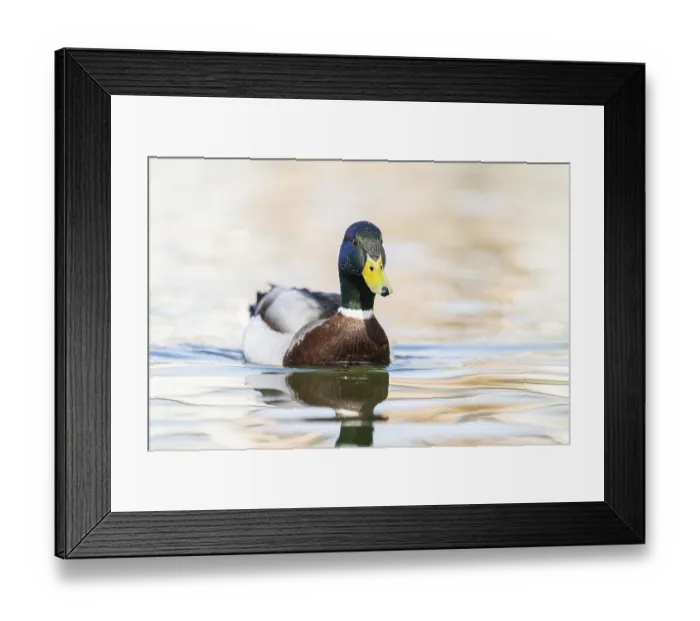 Framed Print : Wild duck (Anas platyrhynchos) male swimming on a lake