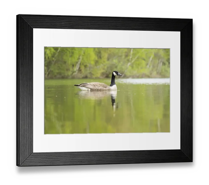 Framed Print : Canada goose (Branta canadensis) swimming in a lake