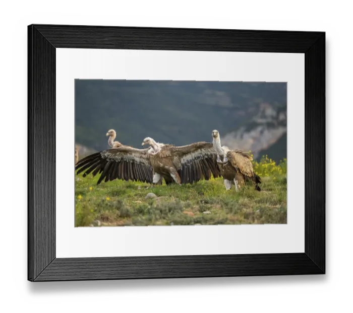 Framed Print : Griffon Vultures (Gyps fulvus) fighting on a flowering meadow in autumn