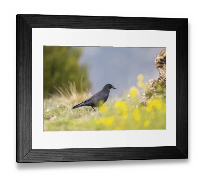 Framed Print : Common raven (Corvus corax) on a flowering meadow in autumn