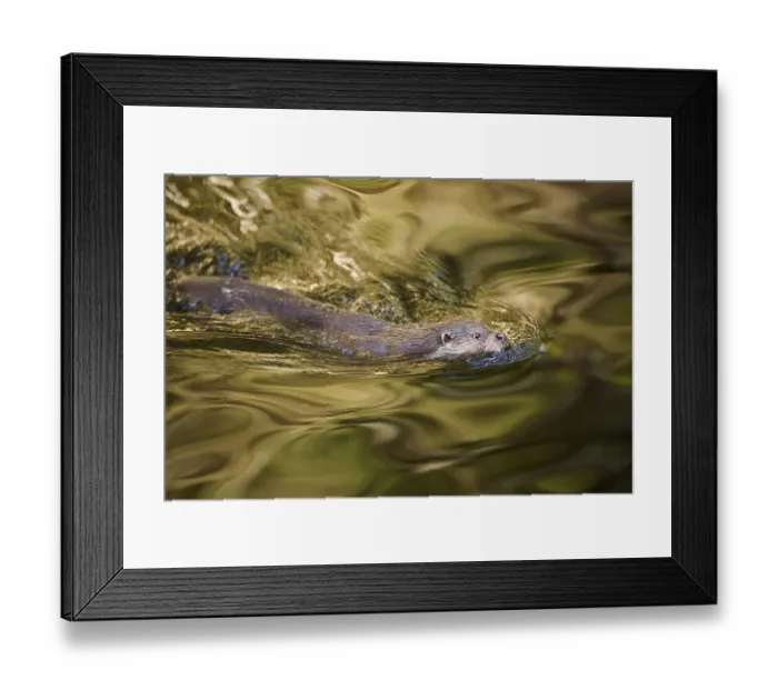 Framed Print : Eurasian otter (Lutra lutra) swimming in a lake in the bavarian forest