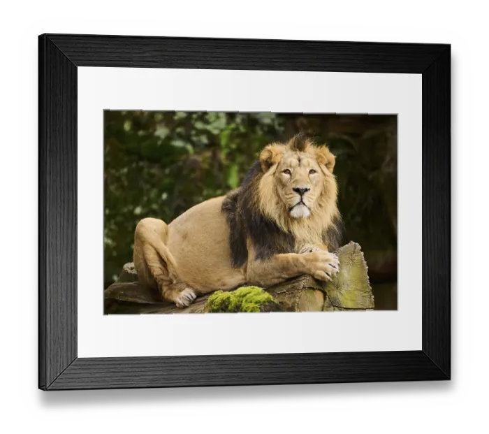 Framed Print : Asiatic lion (Panthera leo persica) male lying