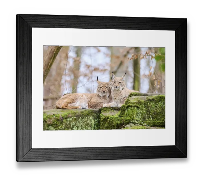 Framed Print : Eurasian lynx (Lynx lynx) mother with her youngster lying on a rock Framed Print : Eurasian lynx (Lynx lynx) mother with her youngster lying on a rock
