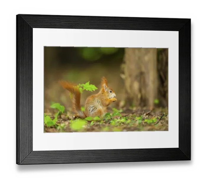 Framed Print : Red squirrel (Sciurus vulgaris) in a forest