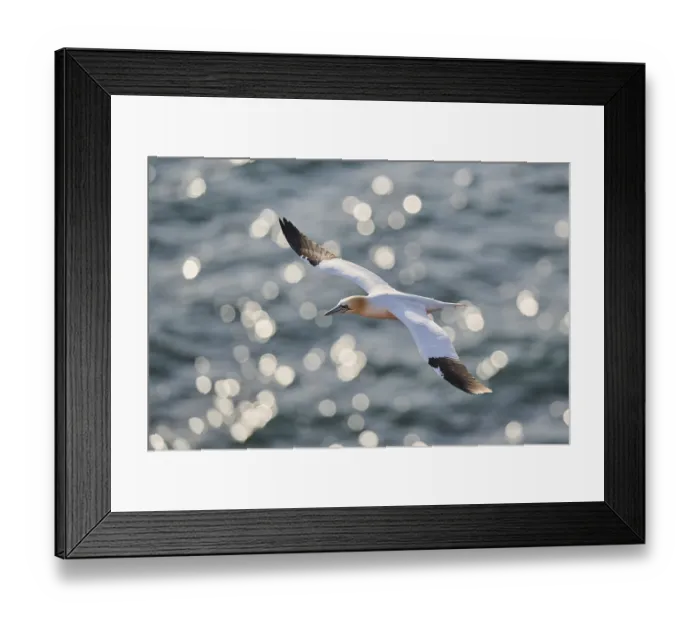 Framed Print : Northern gannet (Morus bassanus) flying over the sea