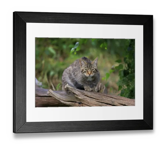 Framed Print : European Wildcat (Felis silvestris silvestris)
