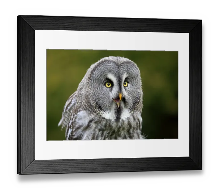 Framed Print : Great grey owl (Strix nebulosa)