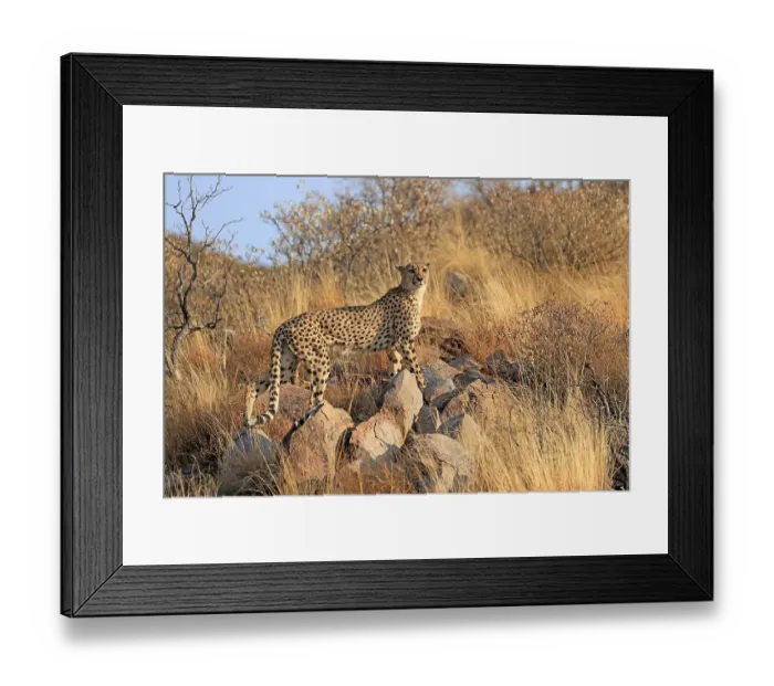 Framed Print : Cheetah (Acinonyx jubatus), adult