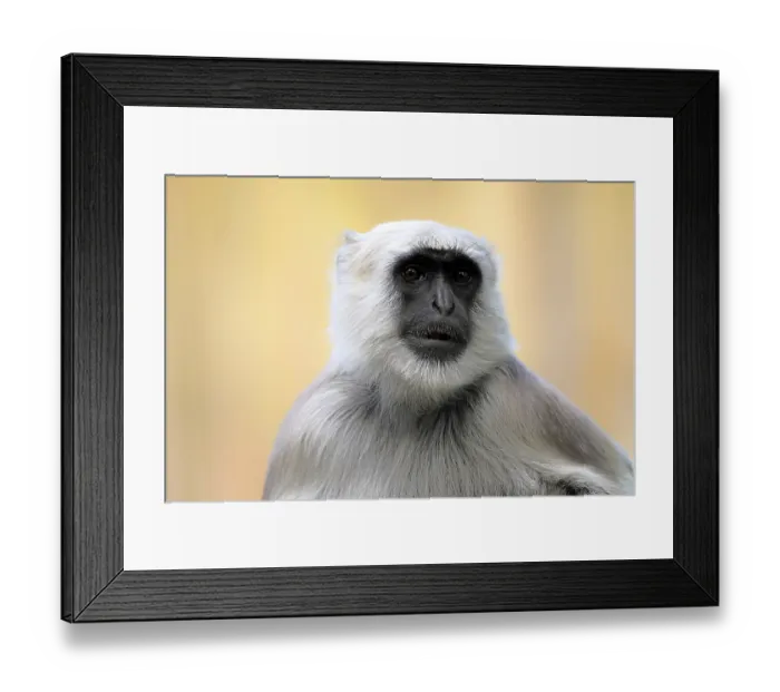 Framed Print : Northern plains gray langur (Semnopithecus entellus) Framed Print : Northern plains gray langur (Semnopithecus entellus)
