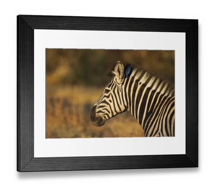 Framed Print : Burchell's Zebra (Equus quagga burchelli) Framed Print : Burchell's Zebra (Equus quagga burchelli)