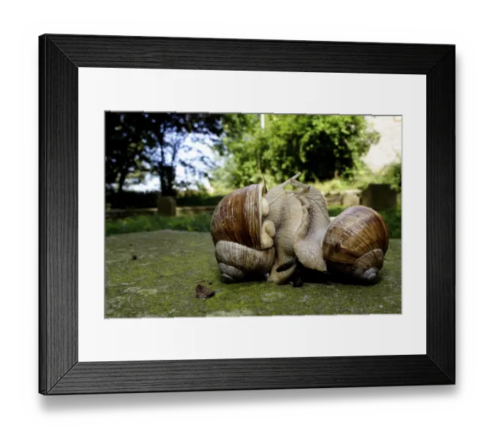Framed Print : Edible Snail (Helix pomatia) pairing Framed Print : Edible Snail (Helix pomatia) pairing