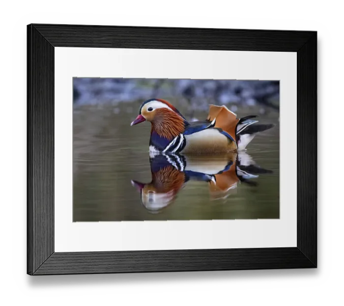 Framed Print : Mandarin ducks (Aix galericulata) Framed Print : Mandarin ducks (Aix galericulata)