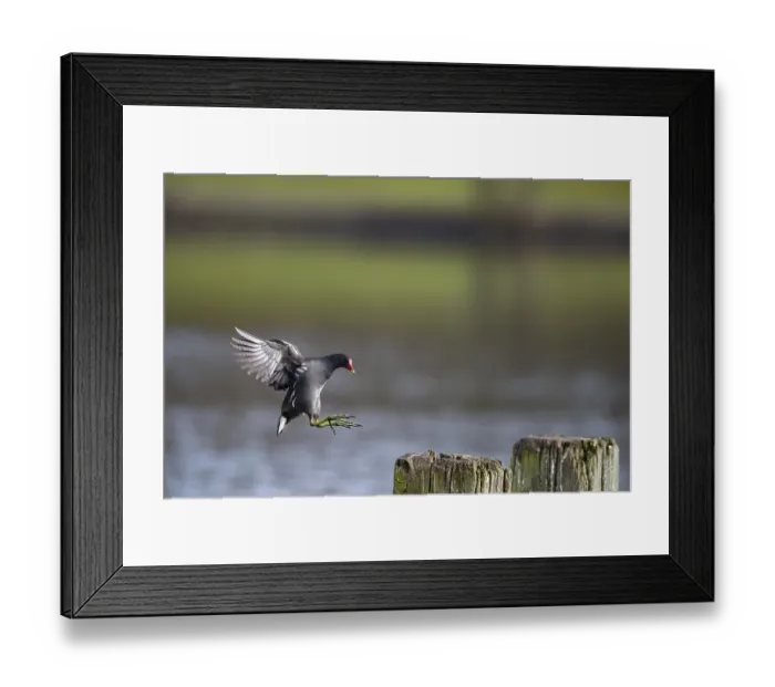 Framed Print : Water Rail (Gallinula chloropus) jumps from one jetty post to another