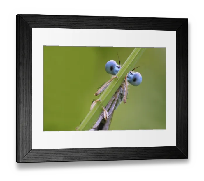 Framed Print : White-legged Damselfly (Platycnemis pennipes)