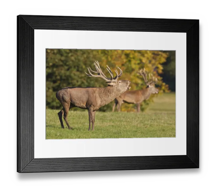 Framed Print : Roaring Red Deer (Cervus elaphus) Framed Print : Roaring Red Deer (Cervus elaphus)