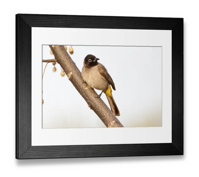 Framed Print : White-spectacled Bulbul or Yellow-vented Bulbul (Pycnonotus xanthopygos) on a branch