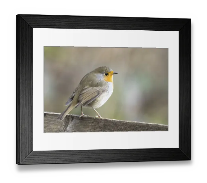 Framed Print : European robin (Erithacus rubecula) standing on wooden fence