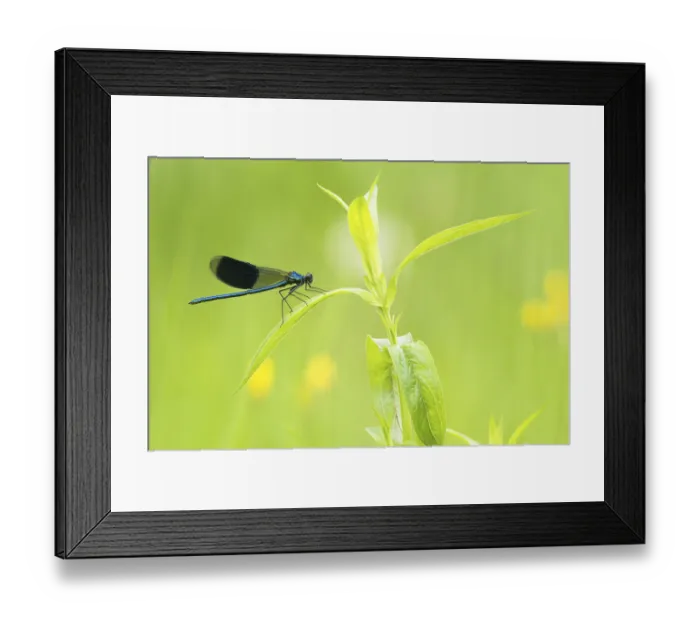 Framed Print : Banded demoiselle (calopteryx splendens)