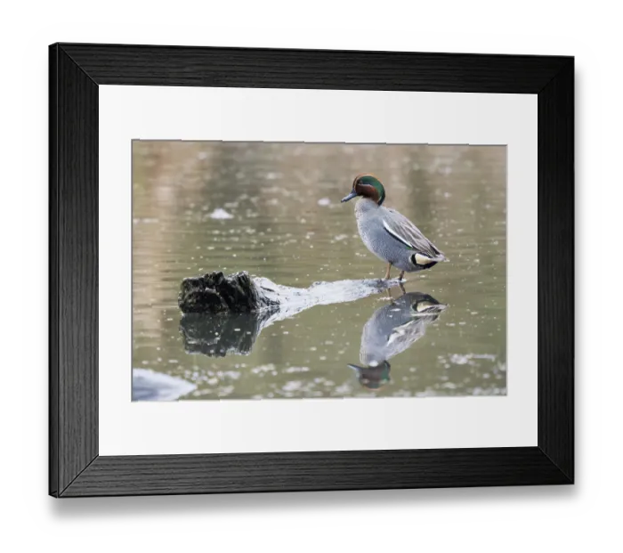 Framed Print : Eurasian teal (Anas crecca), male standing on deadwood in the water