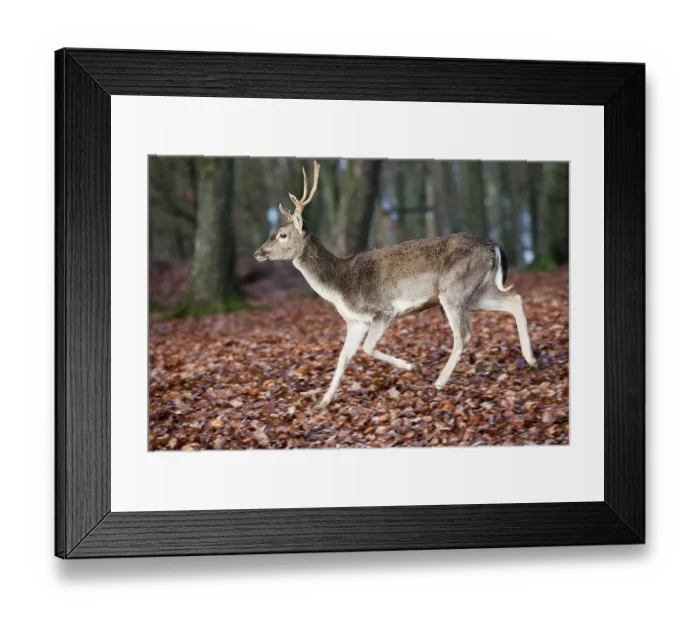 Framed Print : Fallow Deer (Dama dama), buck Framed Print : Fallow Deer (Dama dama), buck
