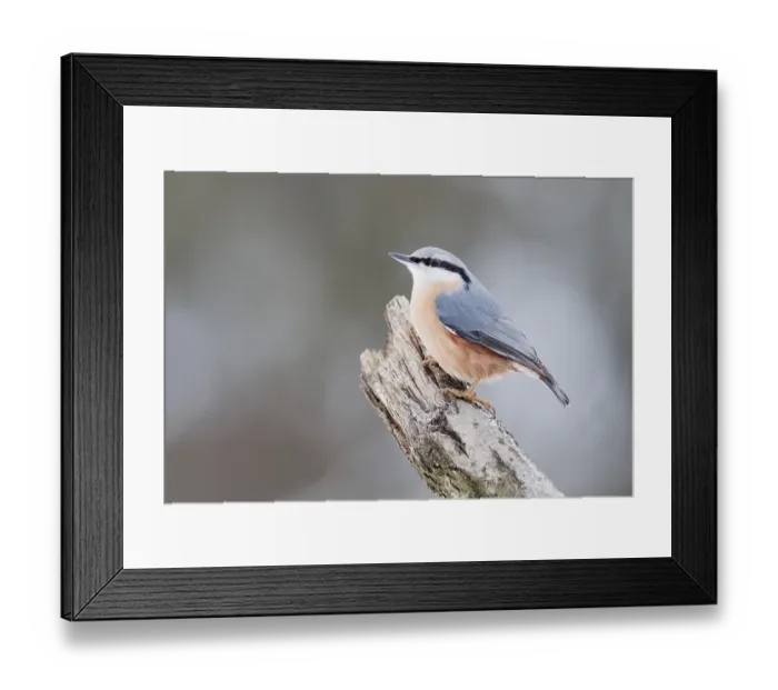 Framed Print : Nuthatch (Sitta europaea)