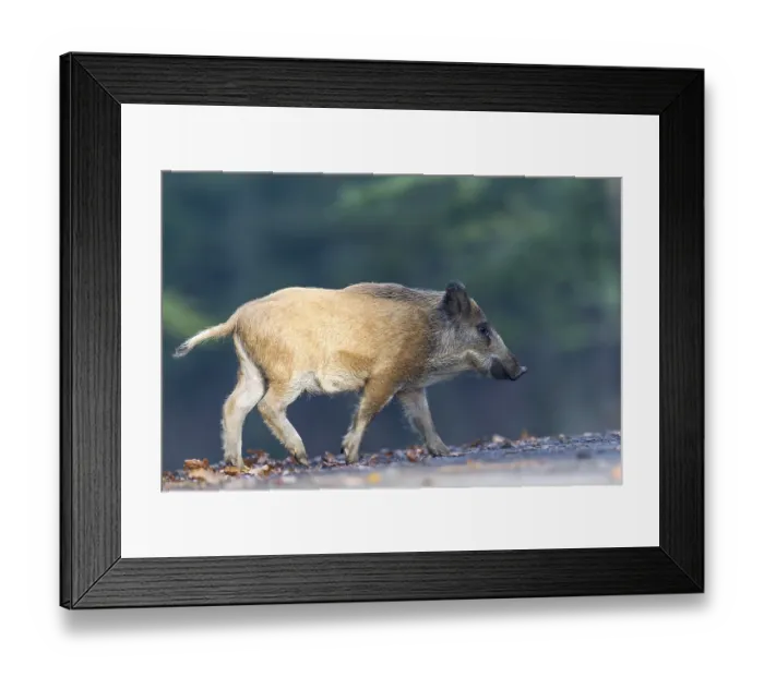 Framed Print : Wild Boar (Sus scrofa), Vulkaneifel district Framed Print : Wild Boar (Sus scrofa), Vulkaneifel district