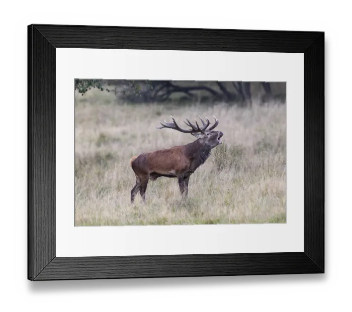 Framed Print : Red Deer (Cervus elaphus), bugling stag in rut Framed Print : Red Deer (Cervus elaphus), bugling stag in rut