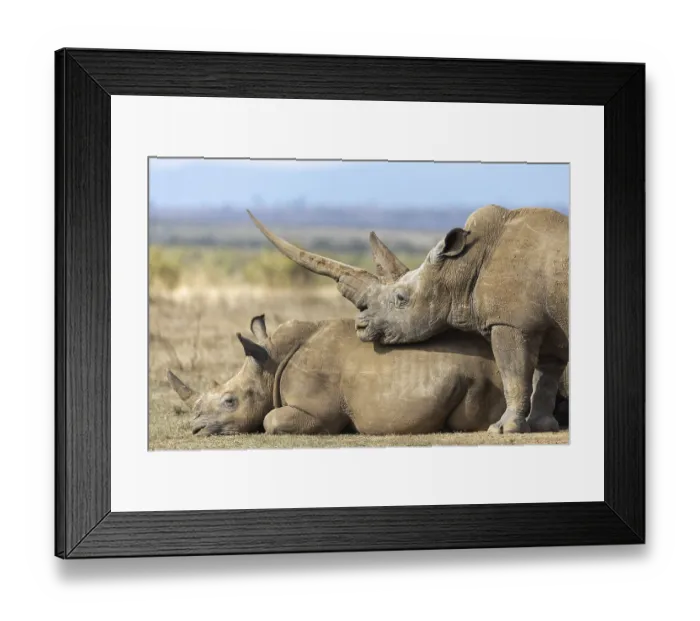 Framed Print : White rhinoceros (Ceratotherium simum)