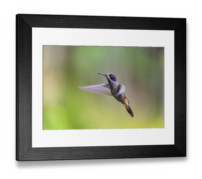 Framed Print : Brown violetear (Colibri delphinae) in flight