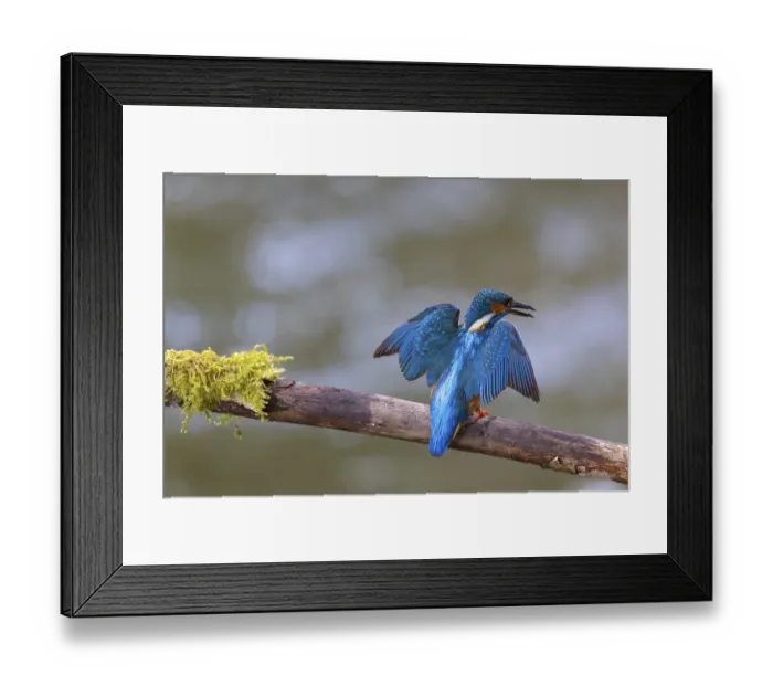 Framed Print : Kingfisher (Alcedo atthis) during plumage care