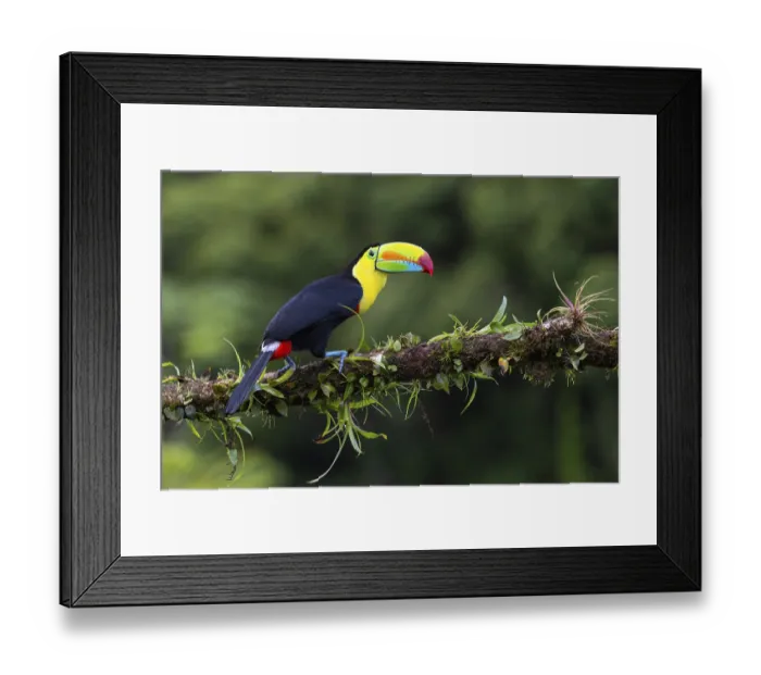 Framed Print : Fishing Toucan (Ramphastos sulfurantus) Framed Print : Fishing Toucan (Ramphastos sulfurantus)