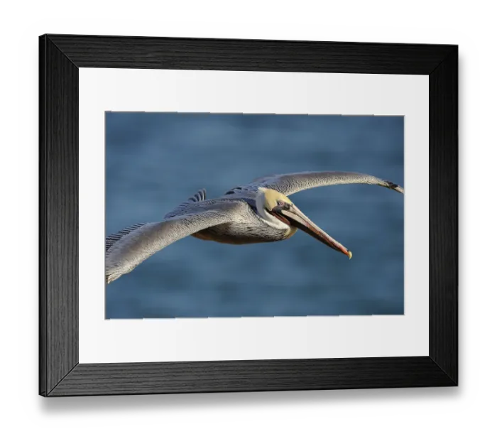 Framed Print : Brown Pelican (Pelecanus occidentalis) in flight Framed Print : Brown Pelican (Pelecanus occidentalis) in flight