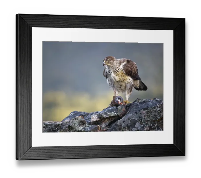 Framed Print : Bonelli's eagle (Aquila fasciata)