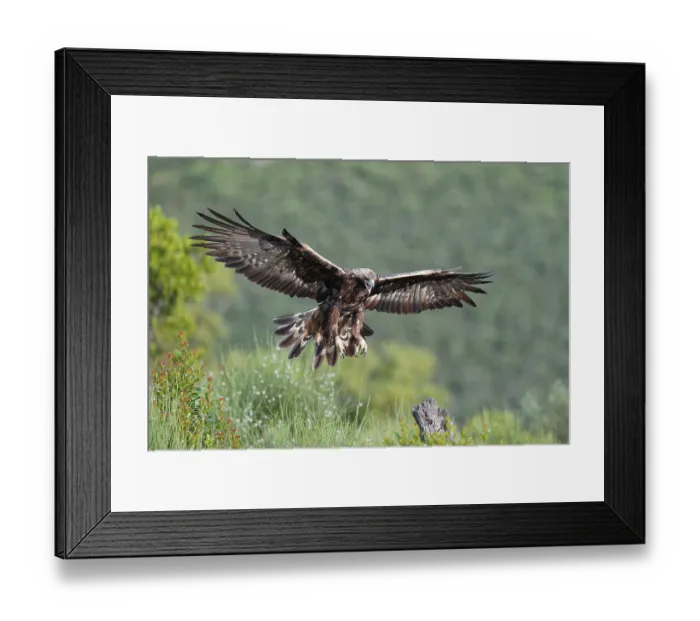 Framed Print : Golden eagle (Aquila chrysaetos) approaching its perch