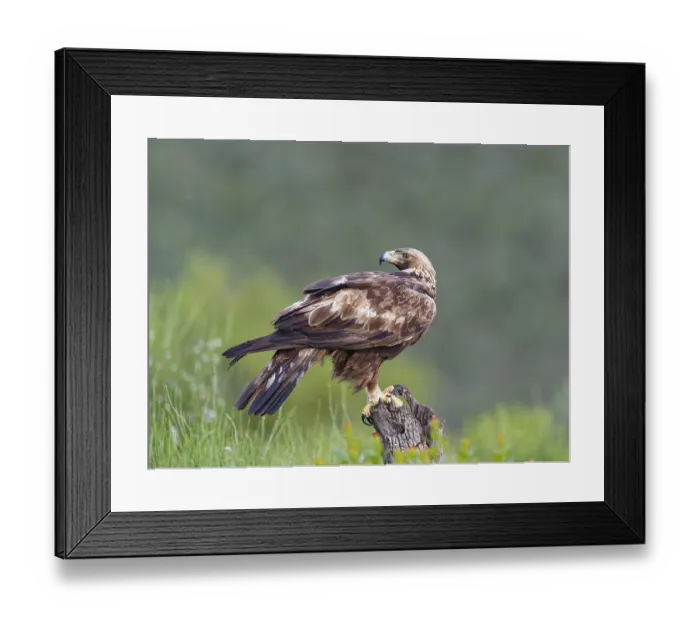 Framed Print : Golden eagle (Aquila chrysaetos) on its perch