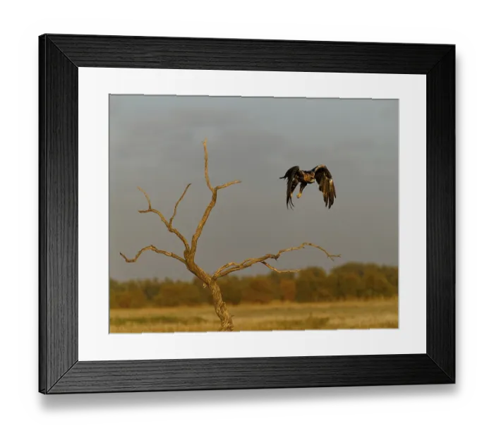 Framed Print : Spanish imperial eagle (Aquila adalberti) in flight at first morning light