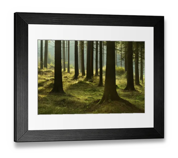 Framed Print : Sunny spruce forest in the morning light