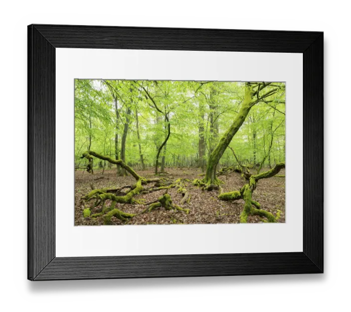 Framed Print : Near-natural deciduous forest, moss-covered deadwood