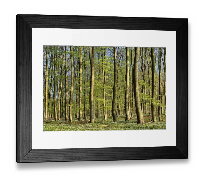 Framed Print : Deciduous forest Framed Print : Deciduous forest