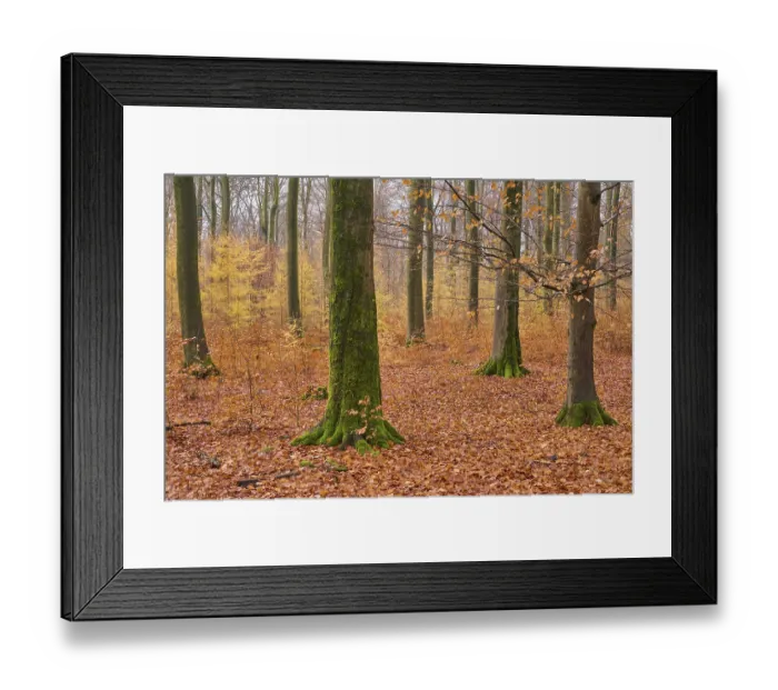 Framed Print : Forest, Beech, Morning, Autumn Framed Print : Forest, Beech, Morning, Autumn