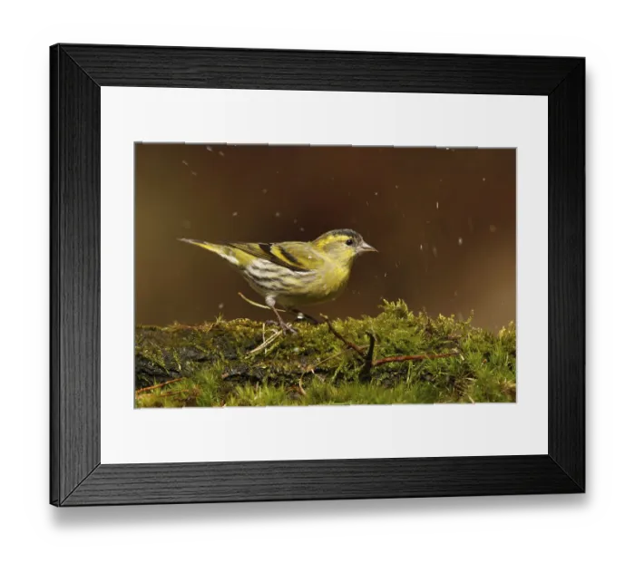 Framed Print : Eurasian Siskin (Spinus spinus) male