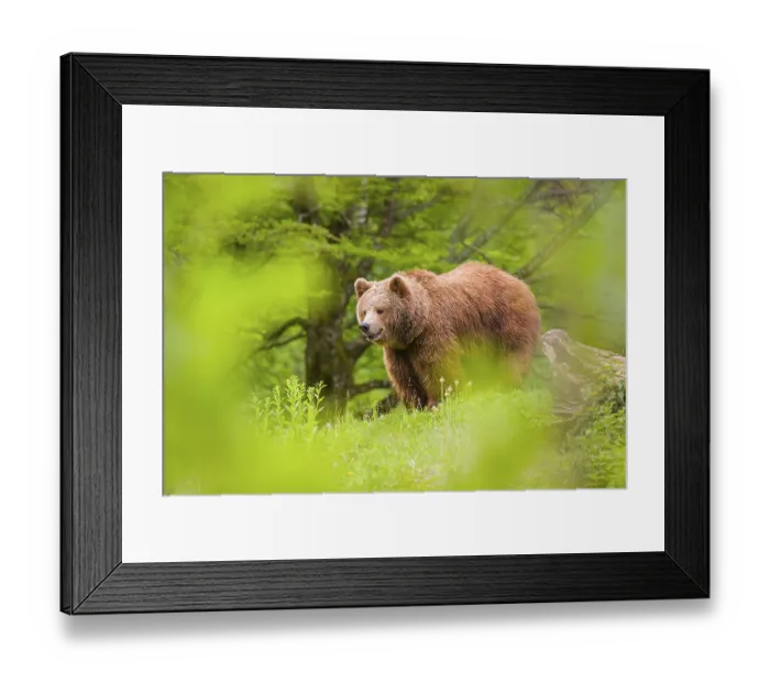 Framed Print : An adult female (Ursus arctos arctos) stands on a hilltop behind a rotting tree Framed Print : An adult female (Ursus arctos arctos) stands on a hilltop behind a rotting tree