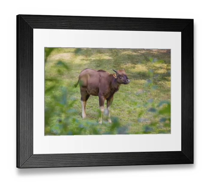 Framed Print : A young female Gaur (Bos gaurus gaurus) stands on a green meadow