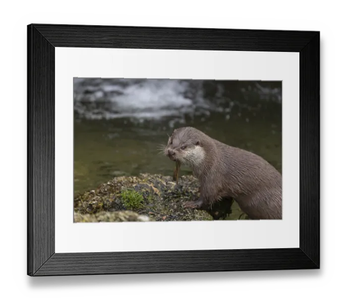 Framed Print : One Eurasian otter (Lutra lutra)