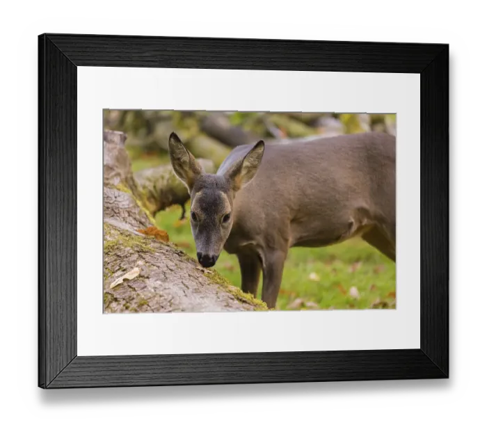 Framed Print : One female Roe Deer, (Capreolus capreolus)