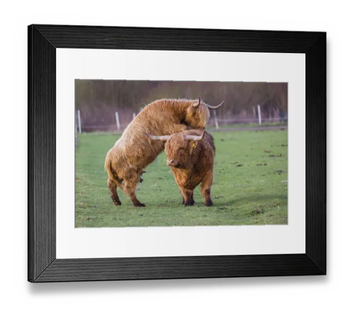 Framed Print : A Highland Cow (Bos (primigenius) in heat mounts a bull