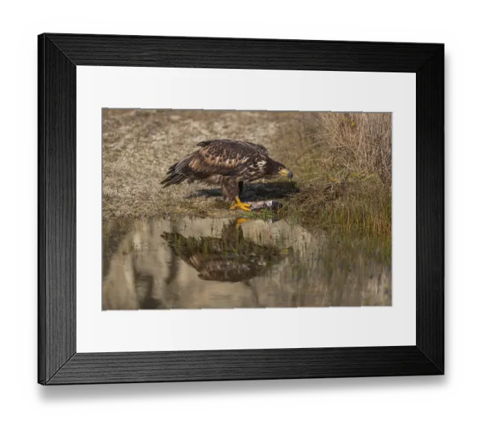 Framed Print : One white-tailed eagle (Haliaeetus albicilla) sitting lakeshore in early light